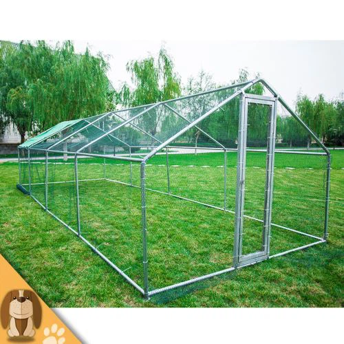 پیاده روی بزرگ اضافی در قفس مرغ