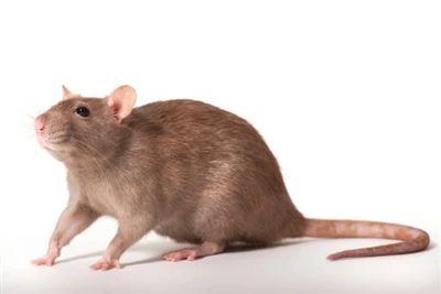 چگونه از ورود موش به خانه جلوگیری کنیم